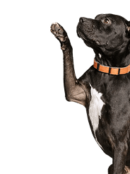 Perro