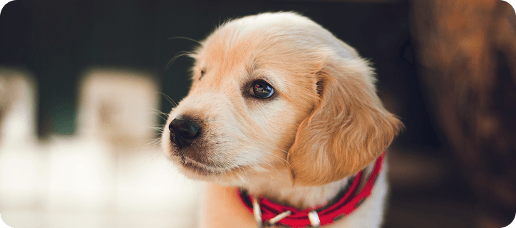 ¿Cómo educar a un cachorro?