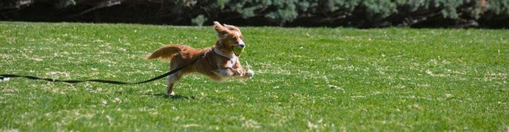 Comportamiento canino