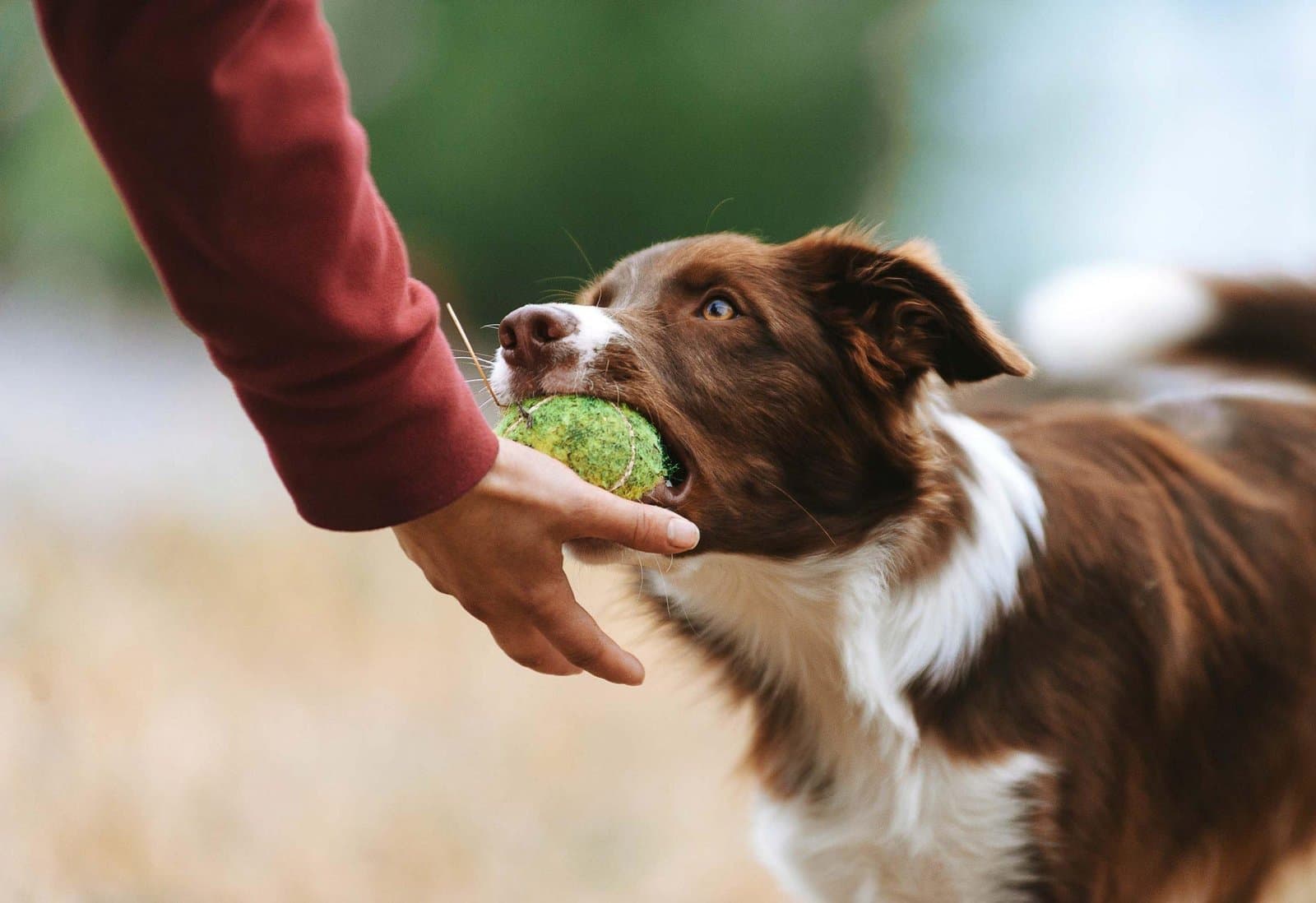 Juegos para perros
