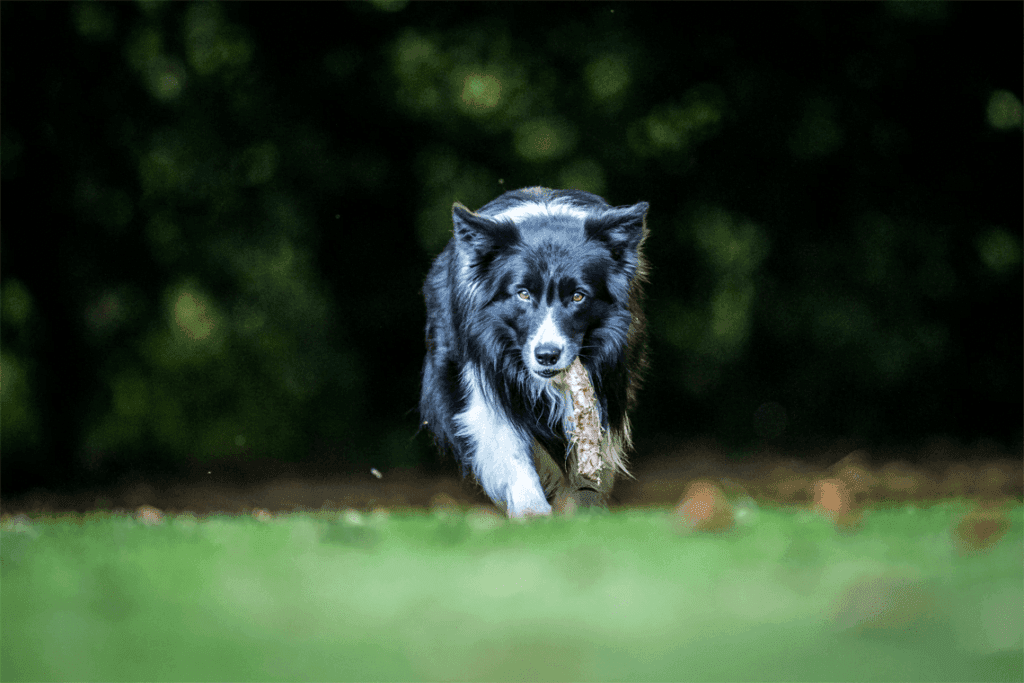 Las razas de perros más activas