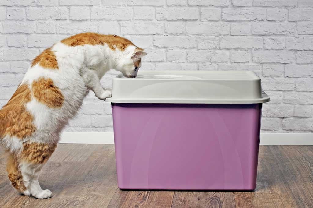¿Por qué mi gato defeca fuera de la caja de arena?