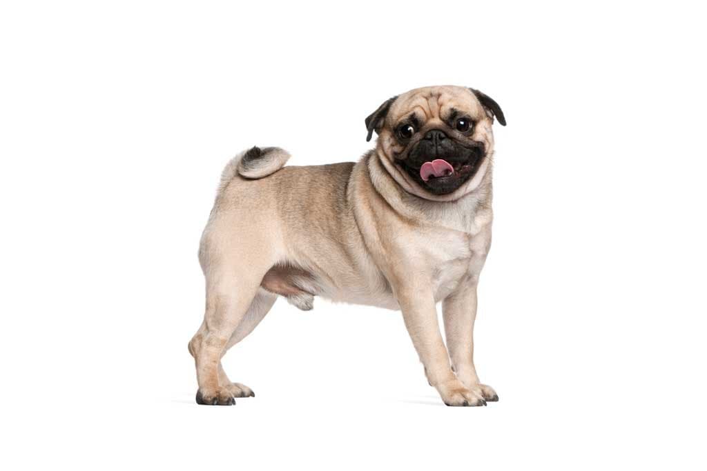 Pug Carlino