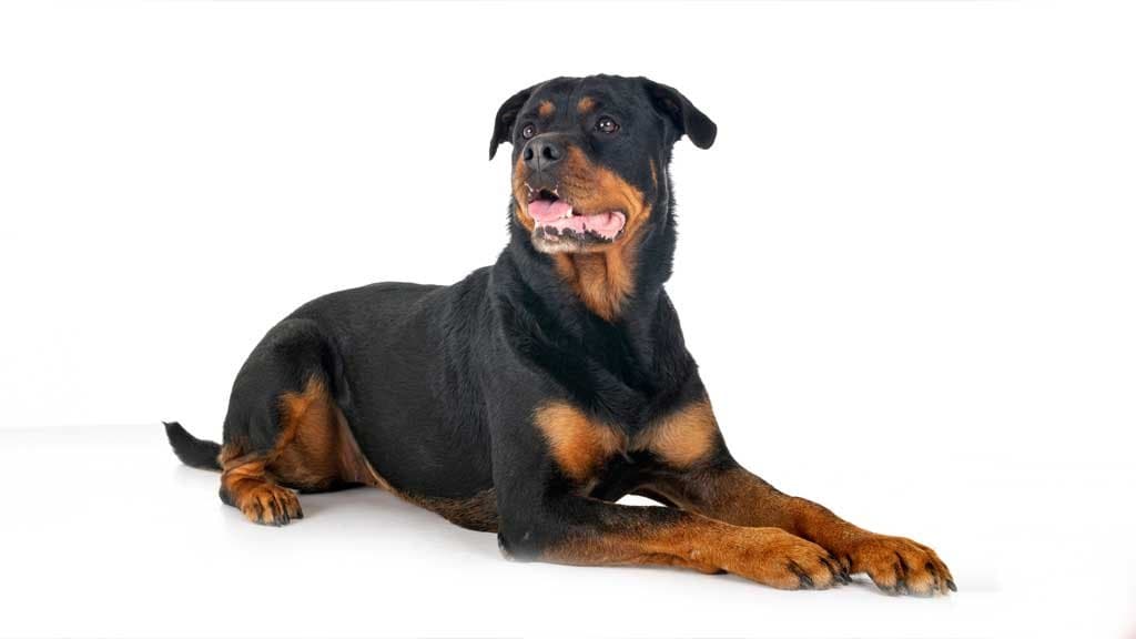 Rottweiler