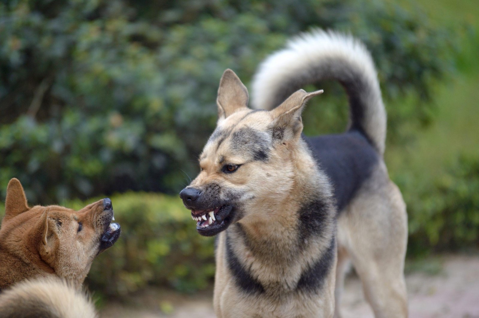 Filosofia Animal perro besos