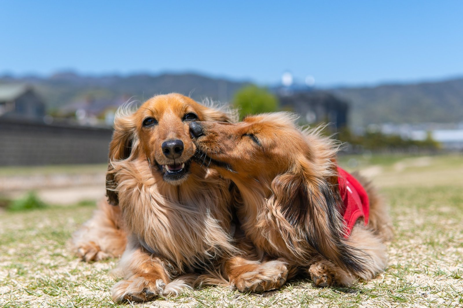 Filosofia Animal perro besos