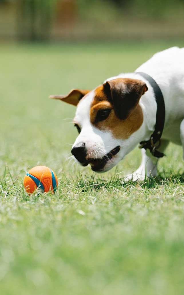 Filosofia Animal perro besos