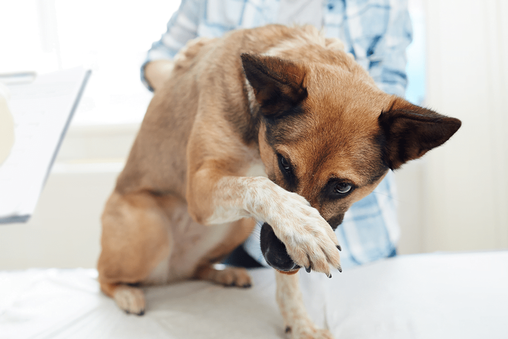 Filosofia Animal perro besos