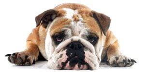 10 signos de estres en perros