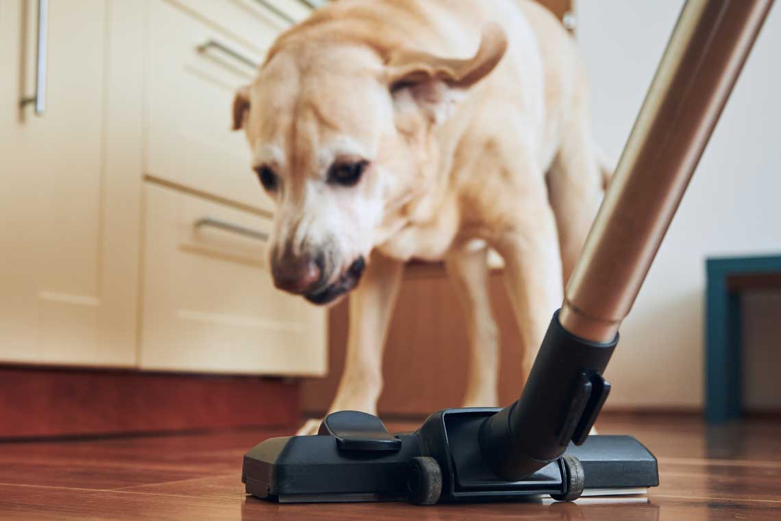 Perros vs aspiradoras: cómo quitarles el miedo a los aparatos ruidosos - La  Tercera