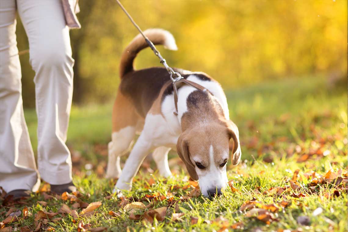 La plaza de los Sitios ya tiene su espacio para soltar al perro