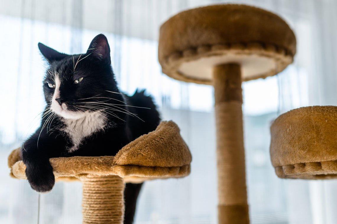 Por qué los gatos prefieren las alturas | Filosofía Animal