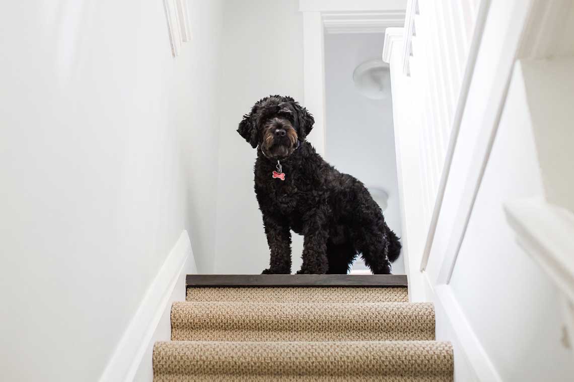 perro tiene miedo las escaleras | MIEDOS EN PERROS
