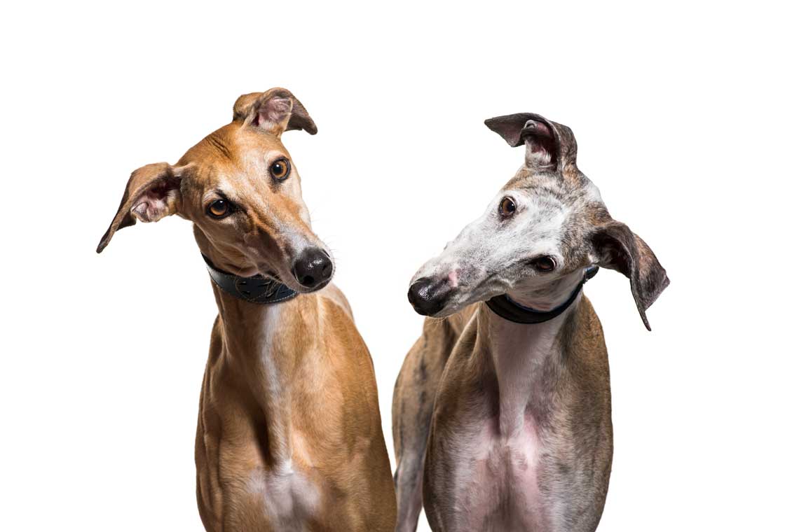 razas de perros espanoles