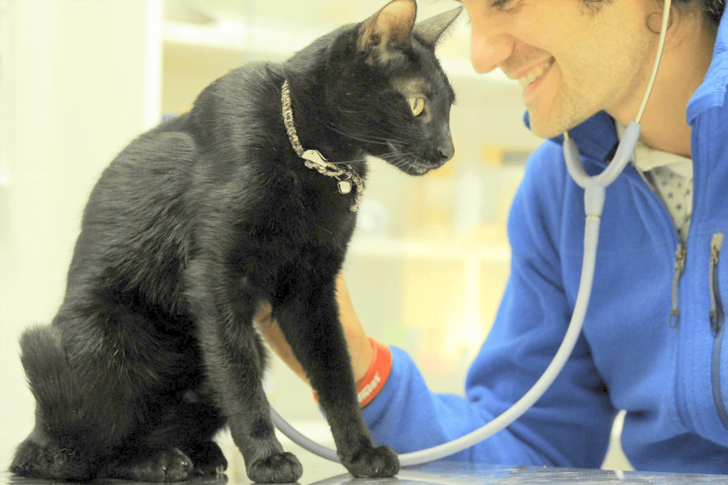 Medicamentos humanos para perros y gatos