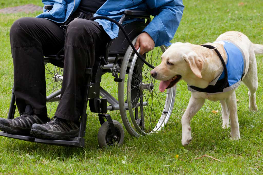 Como ayudan los perros a mejorar la vida de las personas con discapacidad