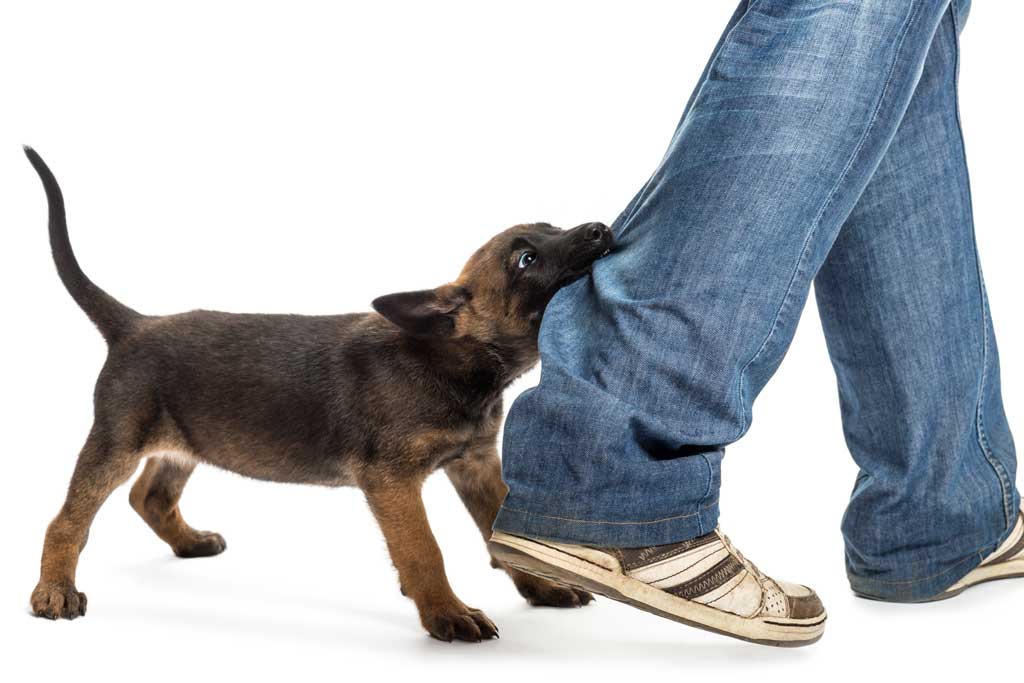 Generador marzo decidir Mi perro me muerde los pies cuando camino | MORDIDAS EN PERROS