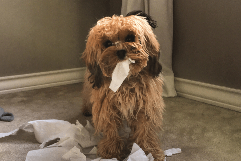 Mi cachorro come papel