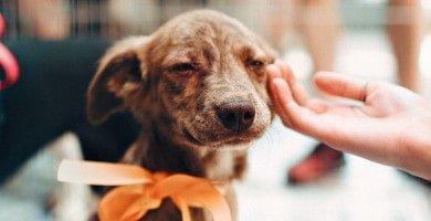 bienestar canino adoptar educar