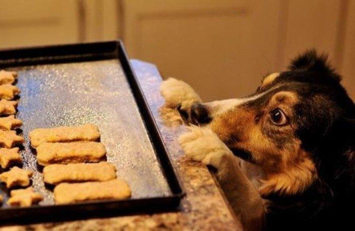 comportamiento canino molesta mientras comemos