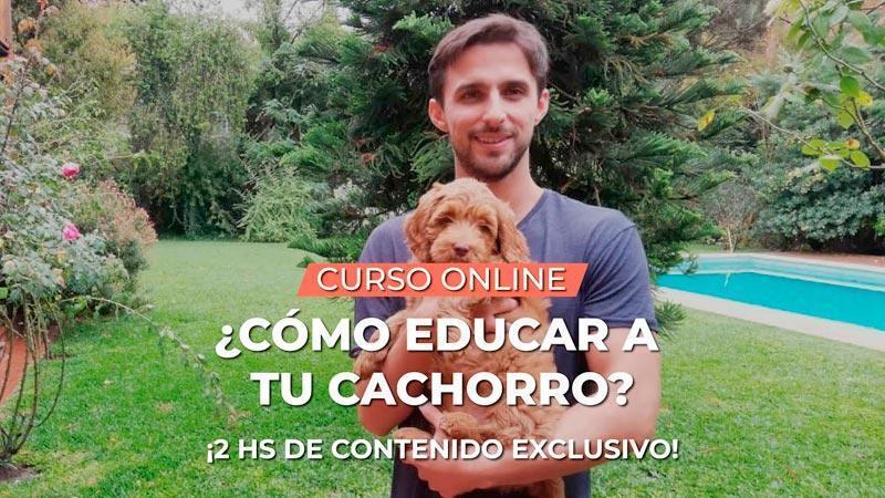 cursos adiestramiento canino cachorros online