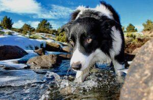 perro con miedo al agua