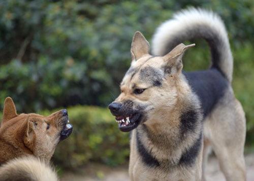 curso agresividad canina perros especializacion