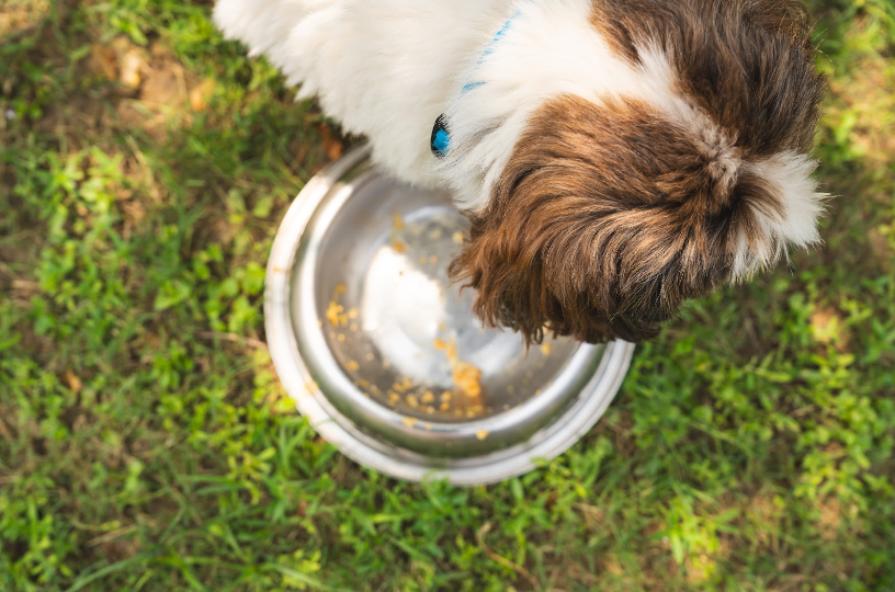 mejorar alimentacion perro