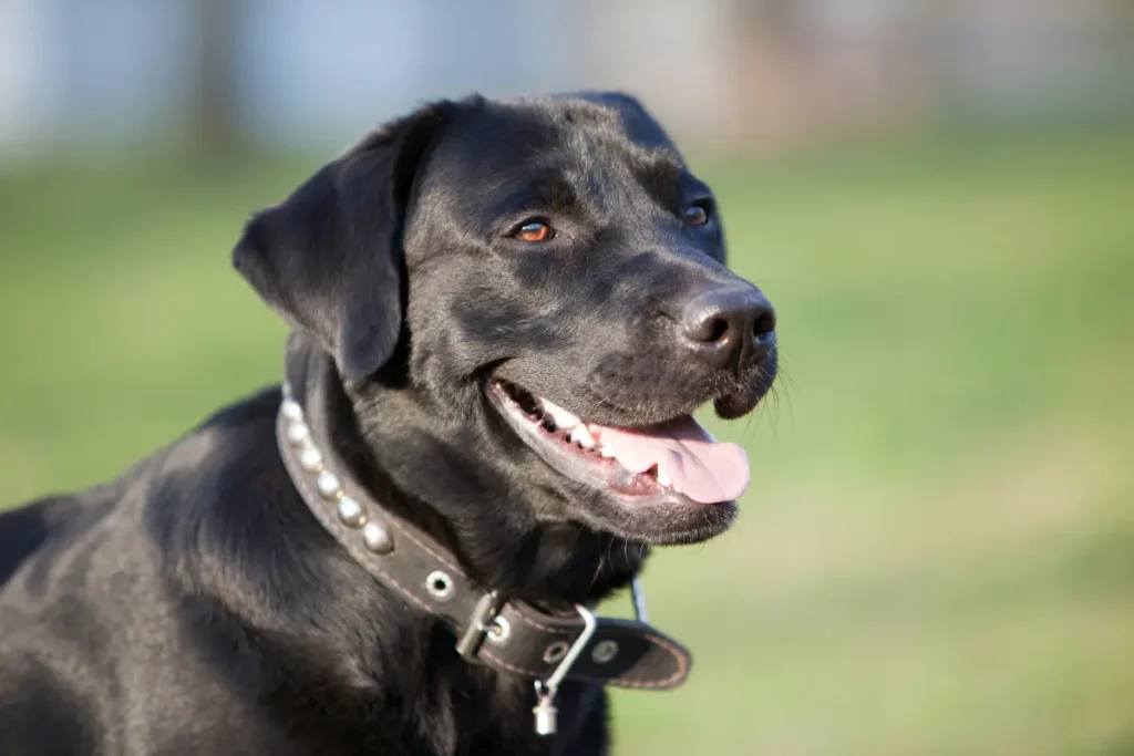 Labrador Retriever filosofía animal 02