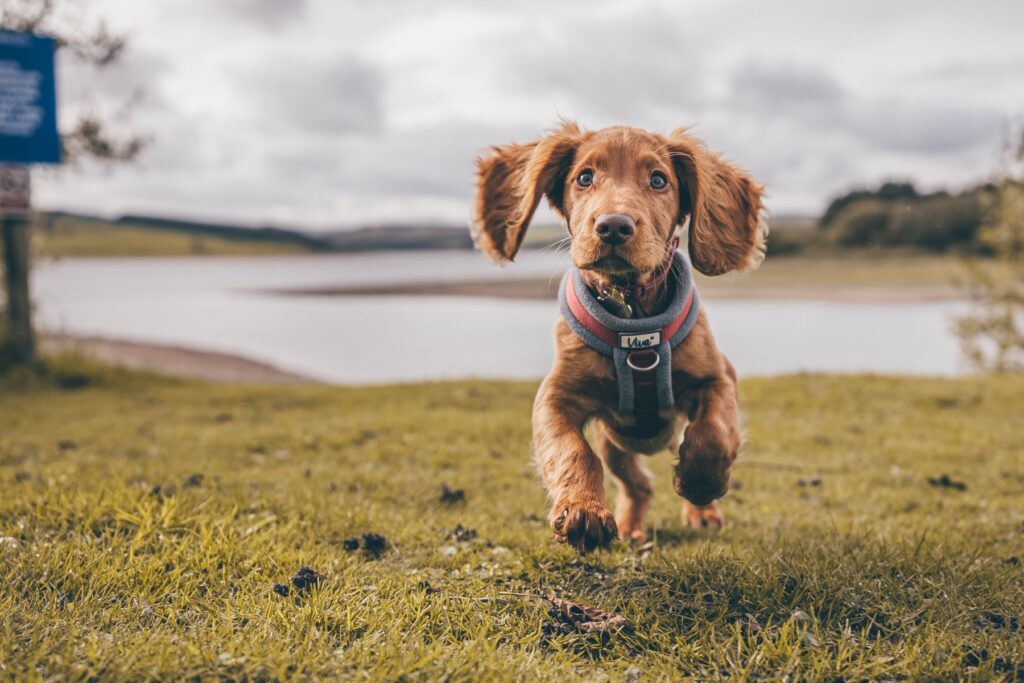 Perro raza Cocker Spaniel